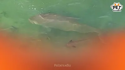 กรมอุทยานฯ บินโดรนพบพะยูนตรัง 1 ตัว ที่หาดหยงหลำ สุขภาพยังดี