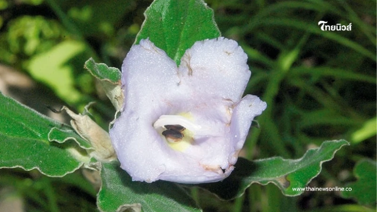 ความงามจากผาหิน ภูมิพลินทร์ ดอกไม้หายากหนึ่งเดียวในโลก