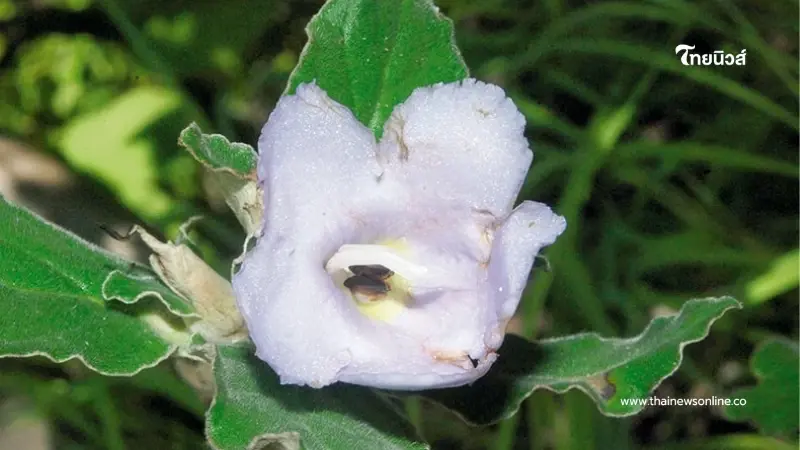 ความงามจากผาหิน ภูมิพลินทร์ ดอกไม้หายากหนึ่งเดียวในโลก