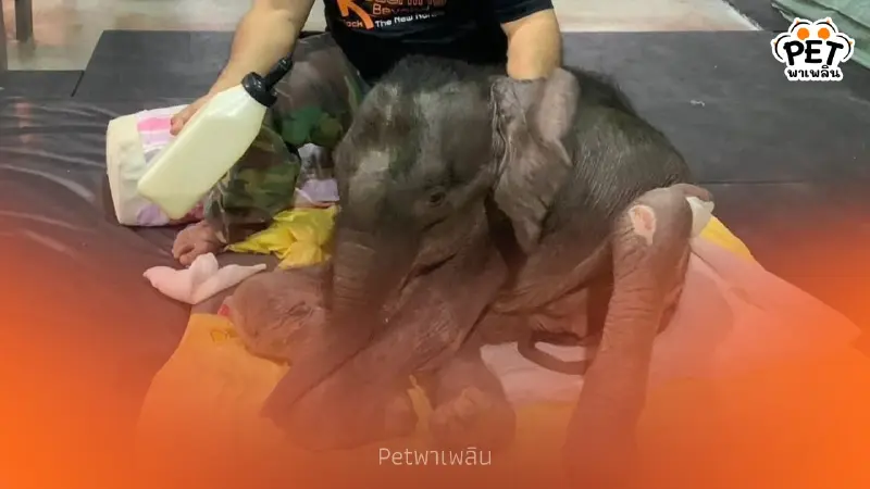 ปาฏิหาริย์มีจริง! "พังข้าวต้ม" สู้สุดใจ พลิกฟื้นอาการวิกฤต