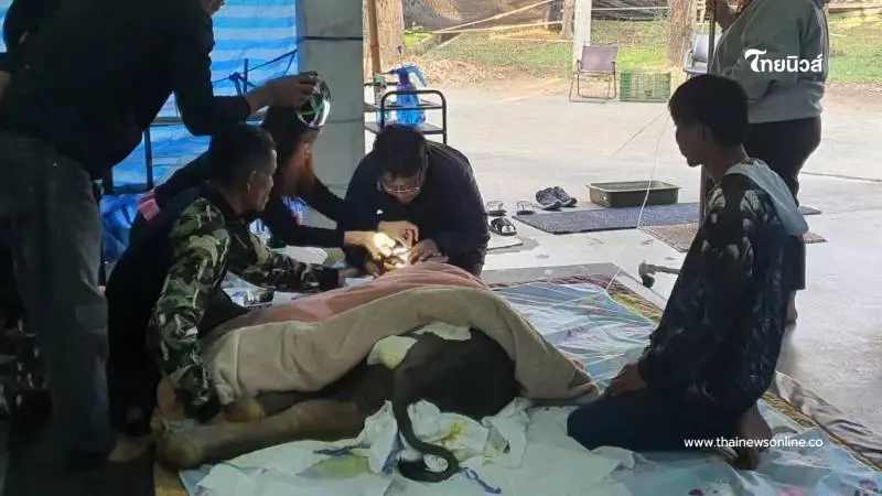 อัปเดตอาการน้องข้าวต้ม ทีมหมอเฝ้าระวังใกล้ชิด 24 ชม. หลังพบน้ำตาลต่ำ-อ่อนแรง