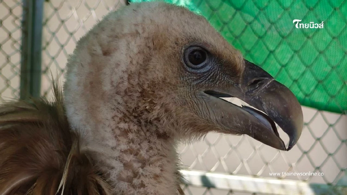 ภารกิจช่วยชีวิต แร้งสีน้ำตาลหิมาลัย พลัดหลงหนีหนาวถึงนครสวรรค์
