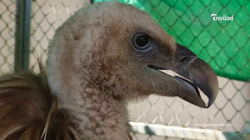 ภารกิจช่วยชีวิต แร้งสีน้ำตาลหิมาลัย พลัดหลงหนีหนาวถึงนครสวรรค์
