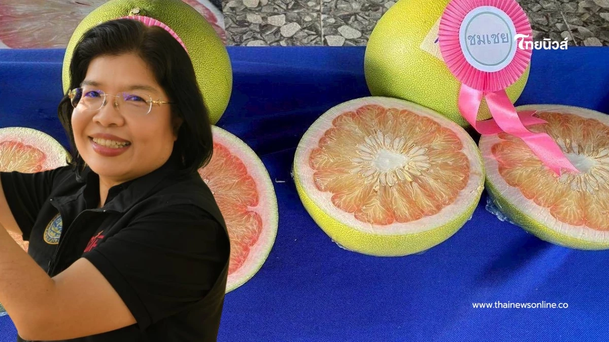 กรมทรัพย์สินทางปัญญา ประกาศ “ส้มโอเวียงแก่น” เป็น GI น้องใหม่