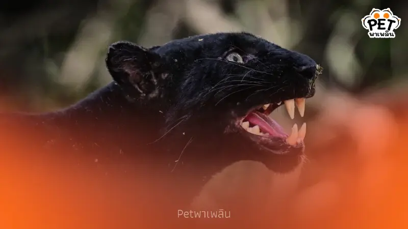 นักท่องเที่ยวโชคดี ถ่ายภาพเสือดำแก่งกระจาน ตอกย้ำมรดกโลก