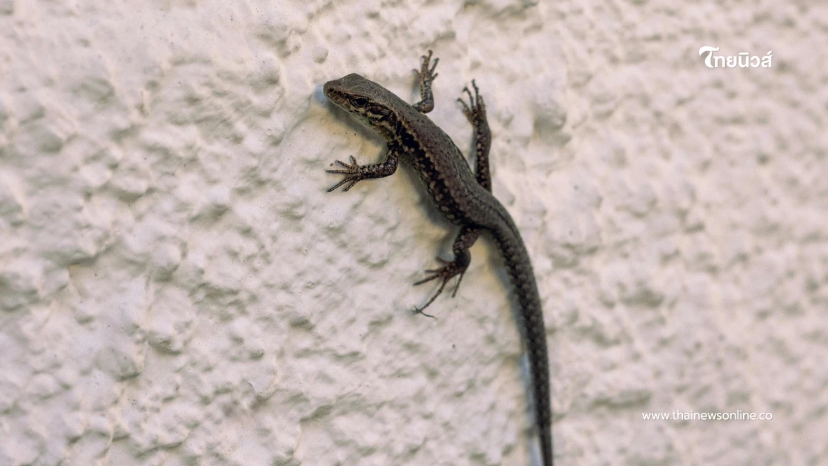 เปิดความหมาย “สัตว์ตกใส่” บอกเหตุล่วงหน้าได้จริงหรือ?