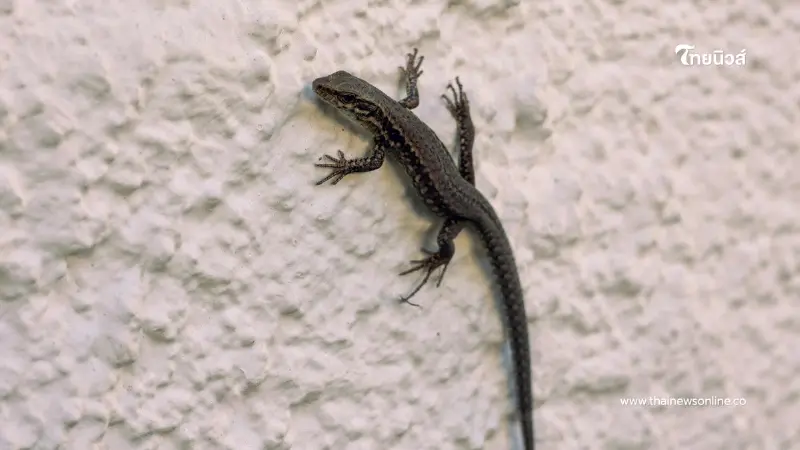 เปิดความหมาย “สัตว์ตกใส่” บอกเหตุล่วงหน้าได้จริงหรือ? เปิดความหมาย “สัตว์ตกใส่” บอกเหตุล่วงหน้าได้จริงหรือ?