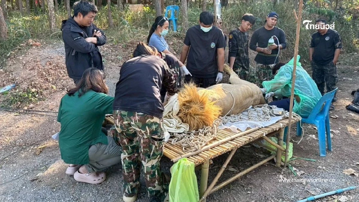 กรมอุทยานฯ ระดมทีมสัตวแพทย์เร่งรักษา "เมอรี่–คริสต์มาส"