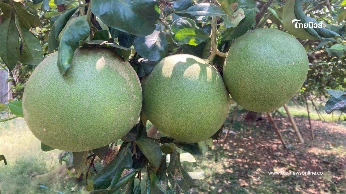 เปิดตัว GI ใหม่ “ส้มโอเวียงแก่น” หนุนเชียงรายขึ้นรองแชมป์ประเทศ