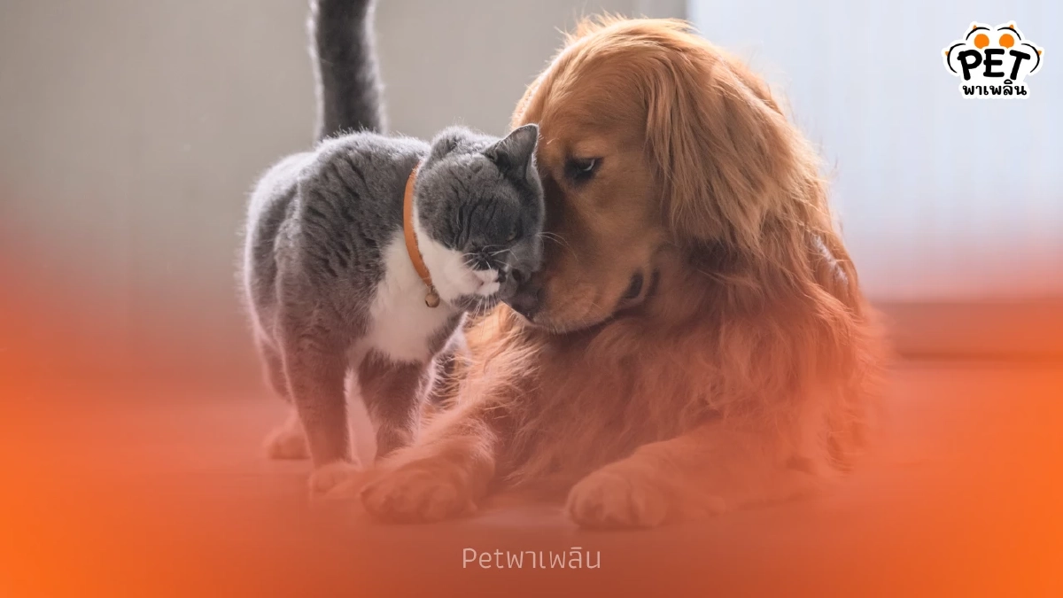 กทม. เปิด 10 จุดบริการฝังไมโครชิปและจดทะเบียนสัตว์เลี้ยงฟรี กทม. เปิด 10 จุดบริการฝังไมโครชิปและจดทะเบียนสัตว์เลี้ยงฟรี