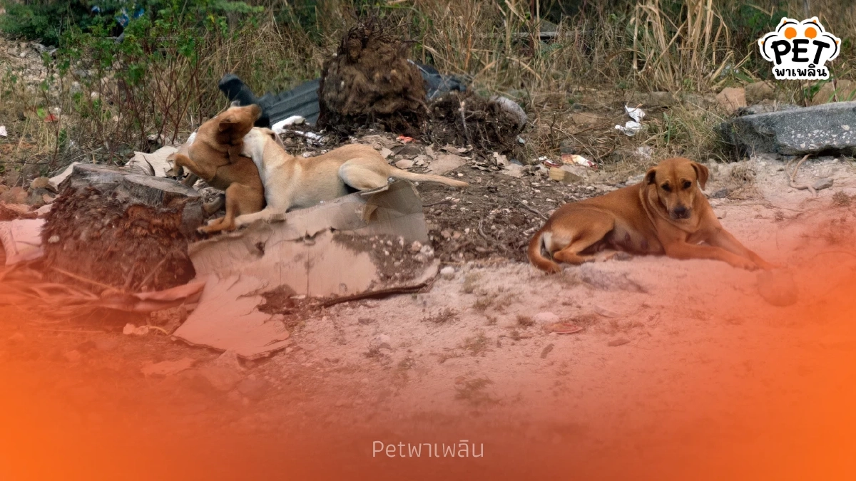 เลี้ยงทิ้งขว้างระวัง กฎหมายทารุณกรรมสัตว์ โทษหนักปรับหลักแสน