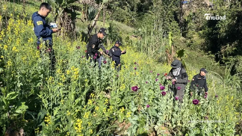 ตัดวงจรฝิ่นที่ต้นตอ! ป.ป.ส. ใช้เทคโนโลยีเชิงรุก ทำลายแหล่งปลูก