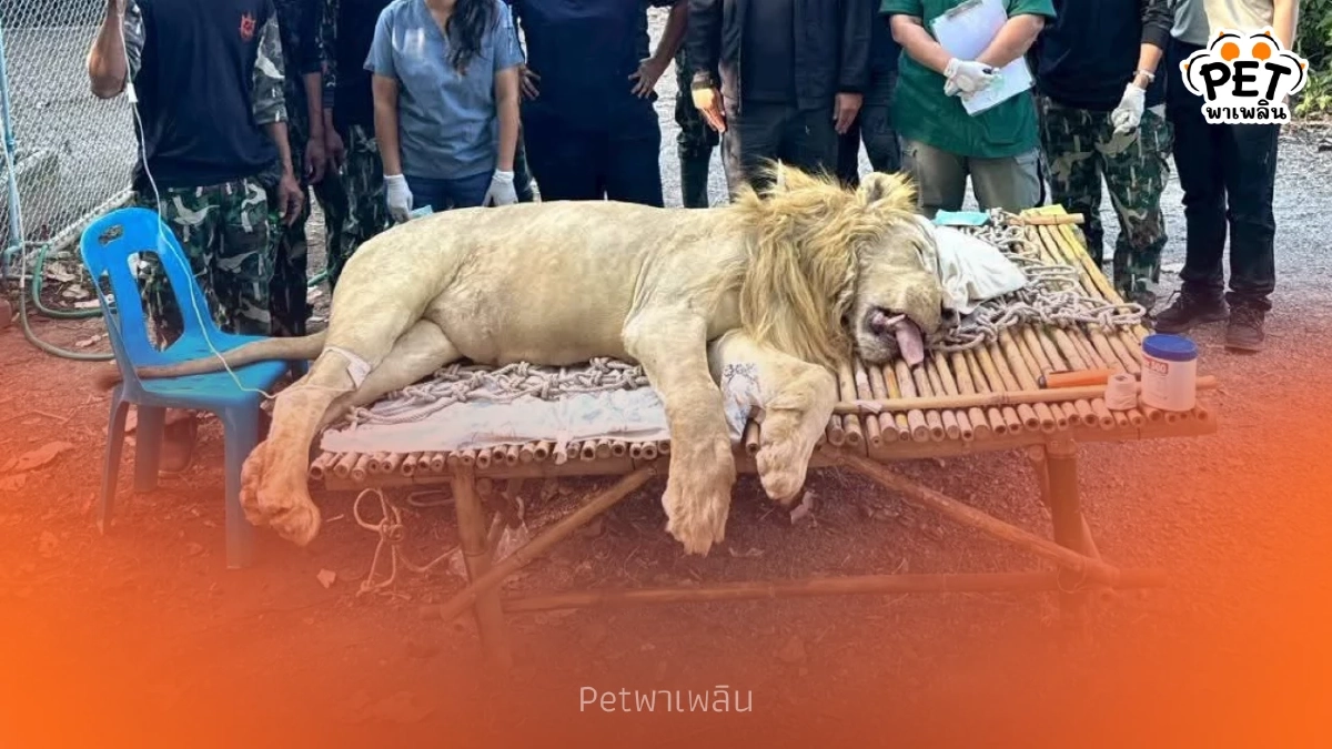 กรมอุทยานฯ เร่งรักษา สิงโตขาว ของกลาง ป่วยท้องผูกรุนแรงที่เขาสน