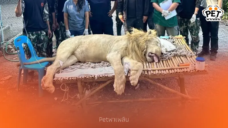 กรมอุทยานฯ เร่งรักษา สิงโตขาว ของกลาง ป่วยท้องผูกรุนแรงที่เขาสน