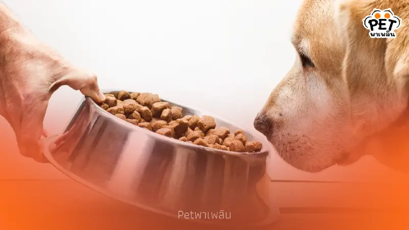 วิจัยเผยอาหารสุนัขพรีเมียมทำโลกร้อนพุ่ง แนะสลับกินอาหารเม็ด