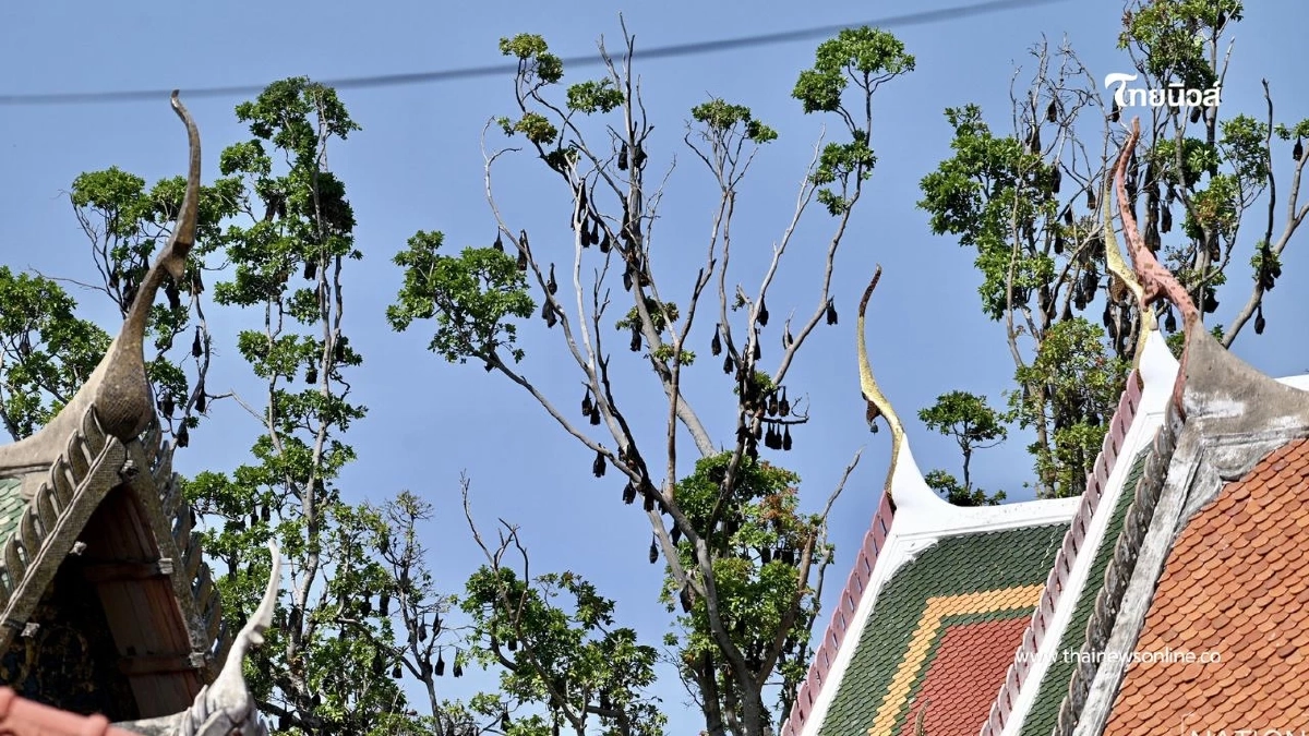 อยุธยาเร่งล้างวัดขนอนใต้ หลังพบมูลค้างคาวสะสมจำนวนมาก