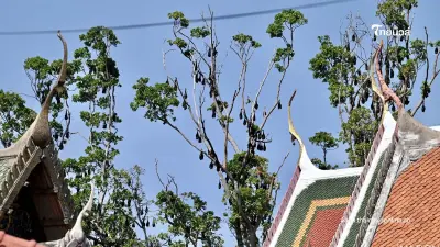 อยุธยาเร่งล้างวัดขนอนใต้ หลังพบมูลค้างคาวสะสมจำนวนมาก อยุธยาเร่งล้างวัดขนอนใต้ หลังพบมูลค้างคาวสะสมจำนวนมาก