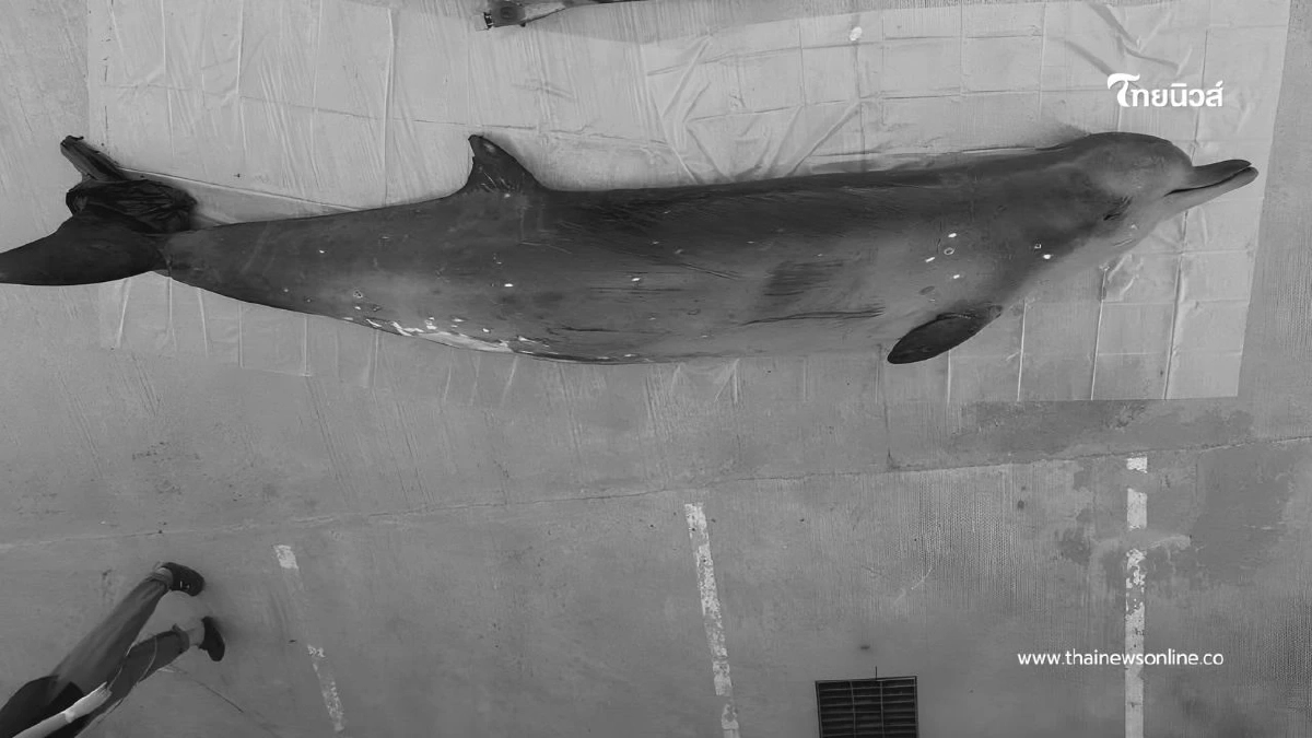 วาฬอ่อนแรงกลางทะเลจันทบุรี ก่อนเสียชีวิต ถือเป็นสัตว์ทะเลหายาก