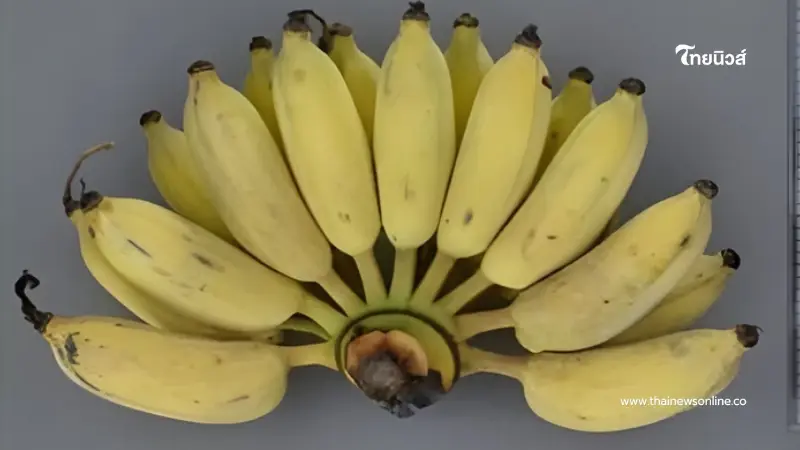 แนะนำ "กล้วยน้ำว้าพันธุ์เด็ด" ปลูกง่าย กำไรจริง ตลาดต้องการสูง แนะนำ "กล้วยน้ำว้าพันธุ์เด็ด" ปลูกง่าย กำไรจริง ตลาดต้องการสูง