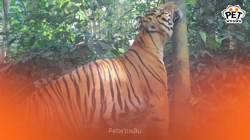 เสือโคร่ง "ณเดช" โชว์หาวหน้ากล้อง ทำชาวเน็ตแห่แชร์ความหล่อ