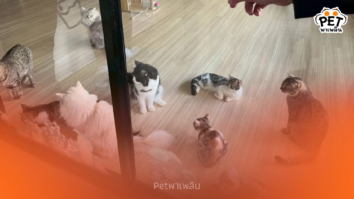เขตบางเขนรุดตรวจคาเฟ่แมว หลังโซเชียลแฉคลิปทารุณกรรมสัตว์