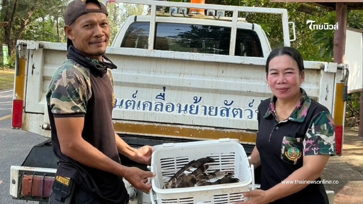 ช่วยเหลือเหยี่ยวบาดเจ็บ ผ่านการแจ้งผ่านสายด่วนพิทักษ์ป่า 1362