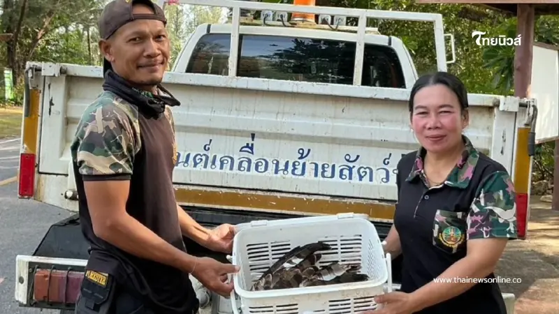 ช่วยเหลือเหยี่ยวบาดเจ็บ ผ่านการแจ้งผ่านสายด่วนพิทักษ์ป่า 1362