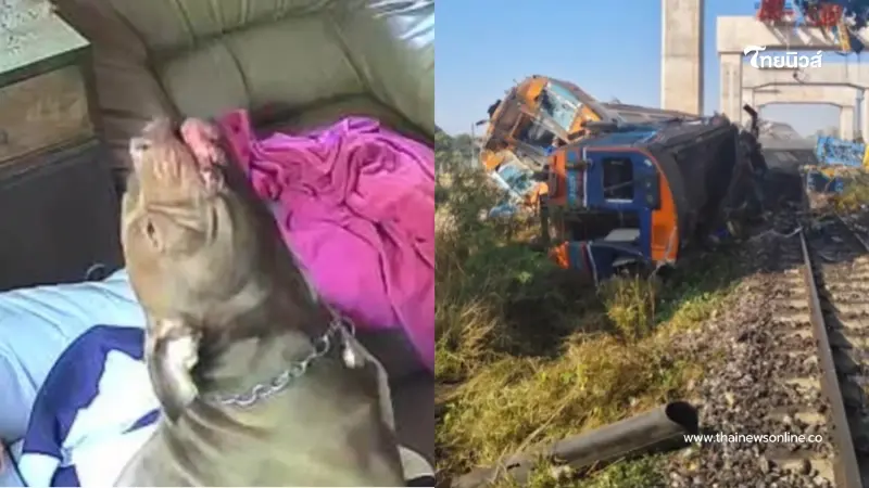 ขนลุก พิทบูลหอนเตือนภัย เจ้าของรอดเครนถล่มทับรถไฟปาฏิหาริย์