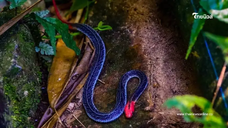 รู้จัก "งูสามเหลี่ยมหัวแดง" งูหายากสีสันโดดเด่น งดงาม