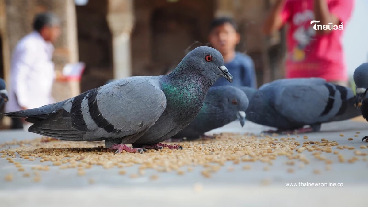 เตือน ห้ามขาย-ให้อาหารนกพิราบ ฝ่าฝืนปรับหนักสูงสุด 25,000 บาท