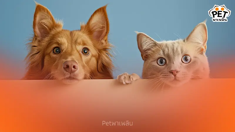 ดึงเบรกมือ! กทม. เลื่อนบังคับใช้ข้อบัญญัติเลี้ยงสัตว์ 1 ปี