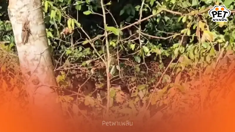 เจ้าหน้าที่พบเสือดาวซุ่มชายป่าแก่งกระจาน ย้ำความสมบูรณ์ป่าไทย