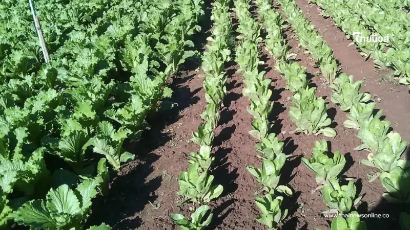 ส่องพืช 57 ชนิด ปลูกแล้วได้ลดภาษีที่ดิน แบ่งเป็น 4 ประเภท