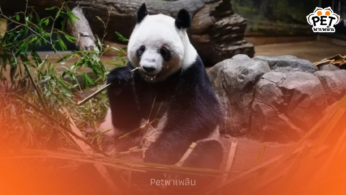 เสี่ยวเสี่ยว-เหล่ยเหล่ย กลับจีนแล้ว ญี่ปุ่นไร้แพนด้าในรอบ 50 ปี