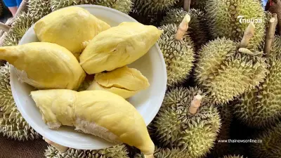 "ทุเรียนชุมพร" ผงาด GI น้องใหม่ เนื้อหนา หอมมัน คุณภาพระดับโลก