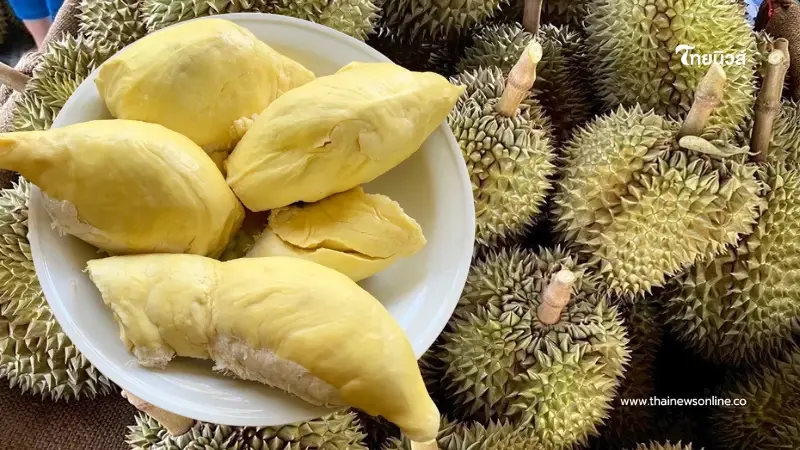 "ทุเรียนชุมพร" ผงาด GI น้องใหม่ เนื้อหนา หอมมัน คุณภาพระดับโลก "ทุเรียนชุมพร" ผงาด GI น้องใหม่ เนื้อหนา หอมมัน คุณภาพระดับโลก