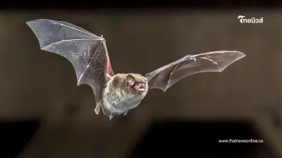 รู้จัก “ไวรัสนิปาห์” เชื้ออันตรายจากค้างคาว ติดจากสัตว์สู่คนได้ง่าย เสียชีวิตสูง