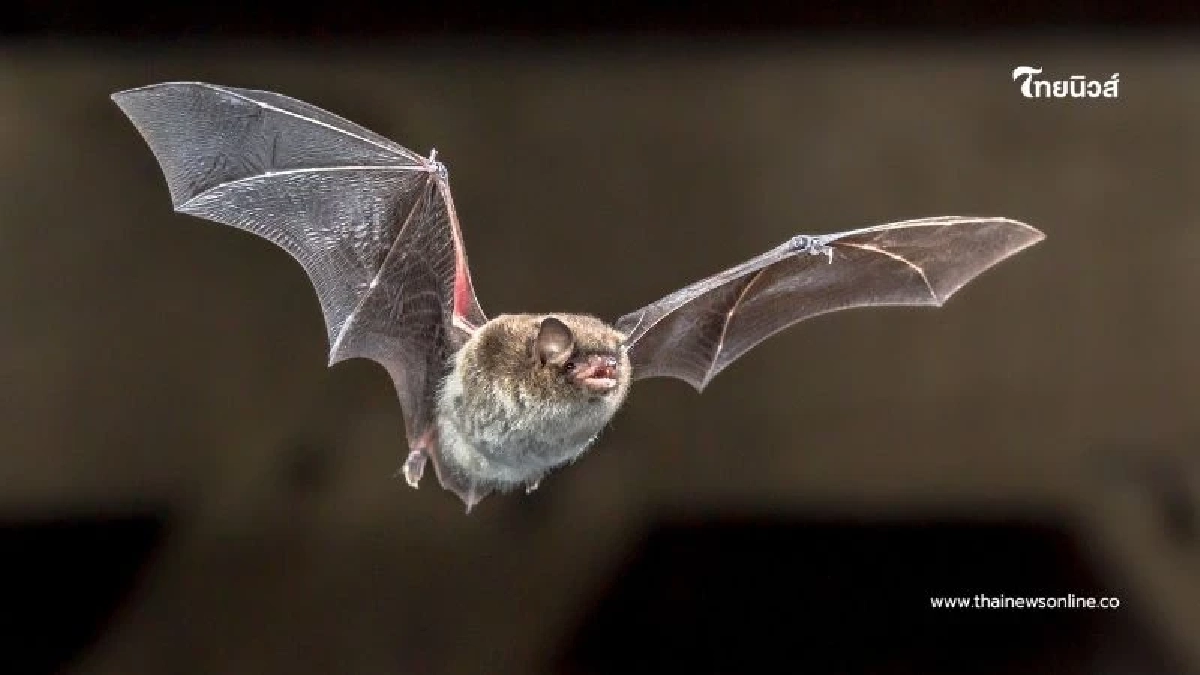 รู้จัก “ไวรัสนิปาห์” เชื้ออันตรายจากค้างคาว ติดจากสัตว์สู่คนได้ง่าย เสียชีวิตสูง รู้จัก “ไวรัสนิปาห์” เชื้ออันตรายจากค้างคาว ติดจากสัตว์สู่คนได้ง่าย เสียชีวิตสูง