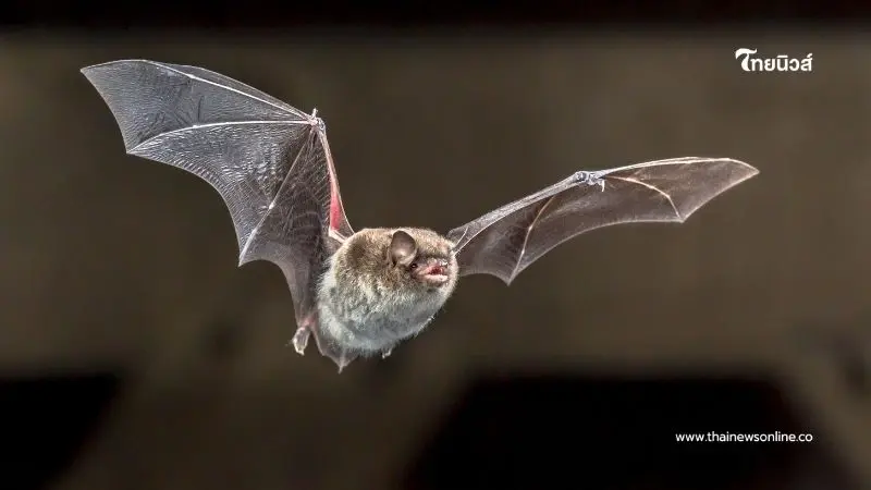 รู้จัก “ไวรัสนิปาห์” เชื้ออันตรายจากค้างคาว ติดจากสัตว์สู่คนได้ง่าย เสียชีวิตสูง รู้จัก “ไวรัสนิปาห์” เชื้ออันตรายจากค้างคาว ติดจากสัตว์สู่คนได้ง่าย เสียชีวิตสูง