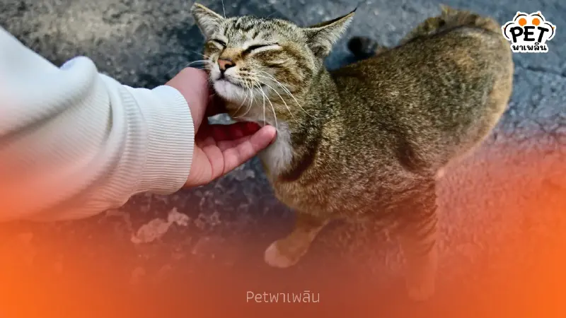 แมวไม่ได้รักทุกคน เปิดความลับวิธีเป็น "คนโปรด" ที่เหมียวเลือก แมวไม่ได้รักทุกคน เปิดความลับวิธีเป็น "คนโปรด" ที่เหมียวเลือก