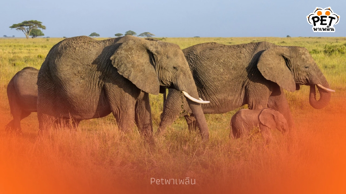 ช้างล้นประเทศ! เปิดพิกัด 5 ชาติที่มีประชากรช้างหนาแน่นที่สุด