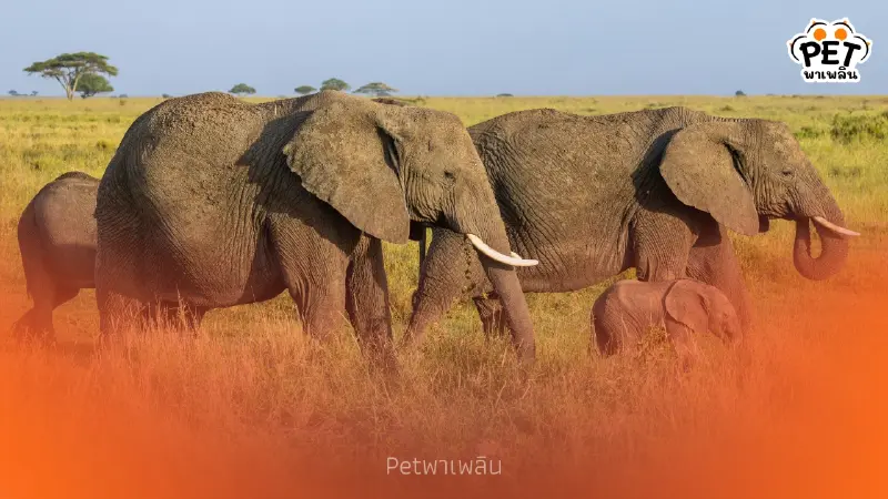 ช้างล้นประเทศ! เปิดพิกัด 5 ชาติที่มีประชากรช้างหนาแน่นที่สุด