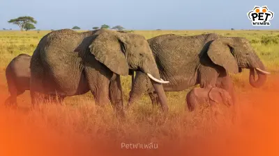 ช้างล้นประเทศ! เปิดพิกัด 5 ชาติที่มีประชากรช้างหนาแน่นที่สุด