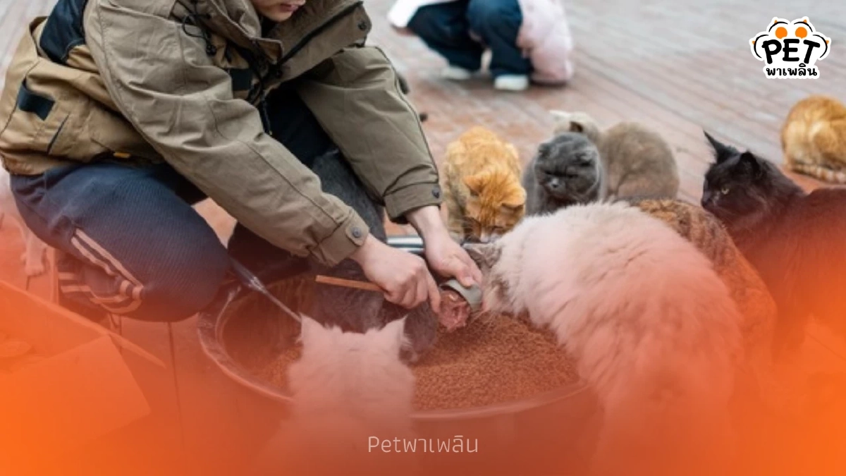 ส่องสวรรค์คนรักแมว! ฉงชิ่งเนรมิตที่ว่างริมแม่น้ำเป็นสวนแมวจร