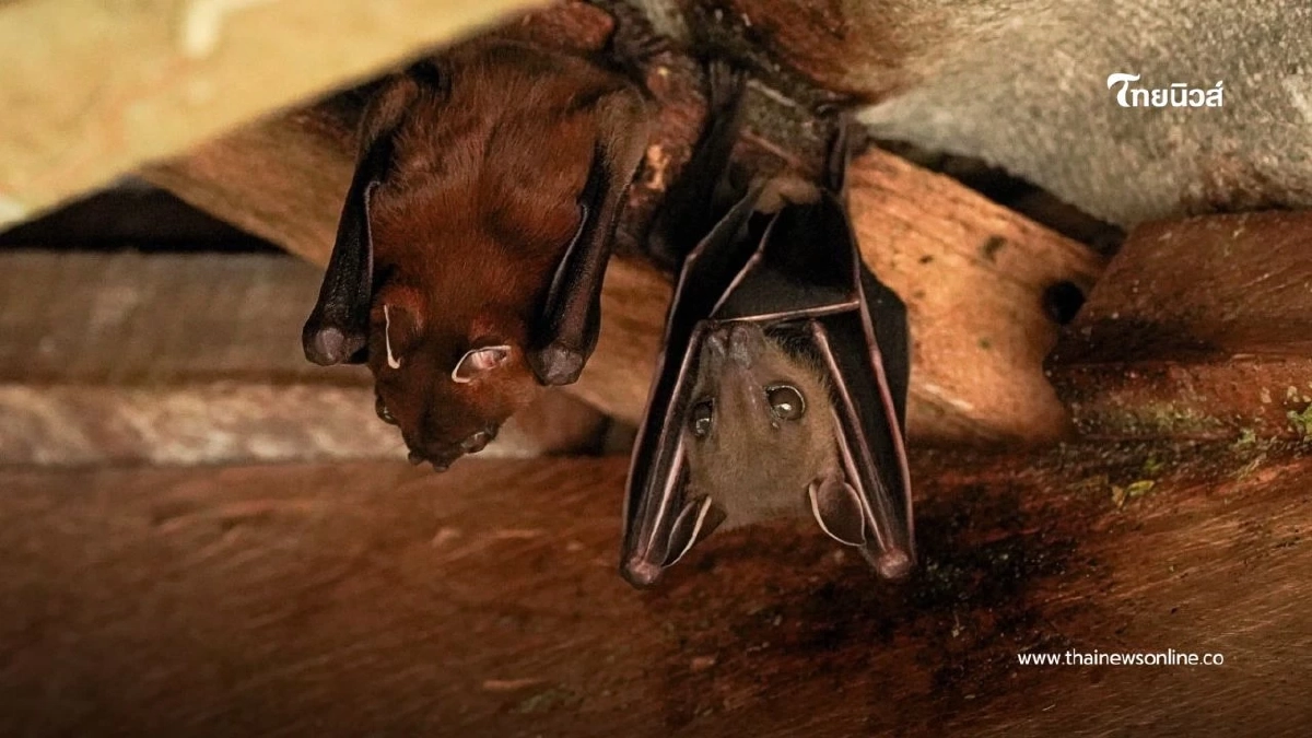 ทำความรู้จัก "ค้างคาวขอบหูขาวกลาง" ฮีโร่ตัวจิ๋วผู้ปลูกป่า ทำความรู้จัก "ค้างคาวขอบหูขาวกลาง" ฮีโร่ตัวจิ๋วผู้ปลูกป่า