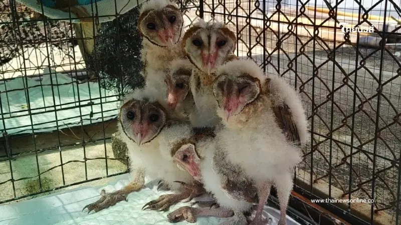 "นกแสก" ความเชื่อที่ผิดๆ กับสัตว์นักล่าผู้ควบคุมระบบนิเวศ