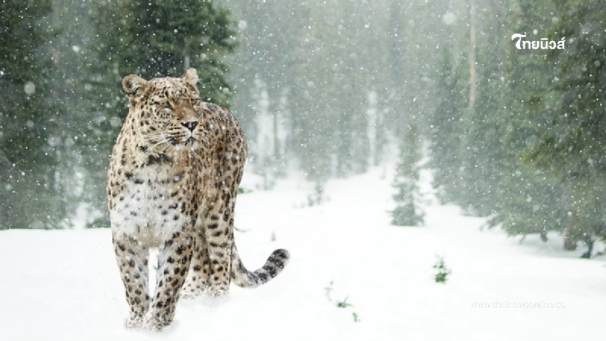 สาวฝ่ากฎเหล็ก ปรี่เข้าไปถ่ายรูปกับ เสือดาวหิมะ สุดท้ายจบไม่สวย