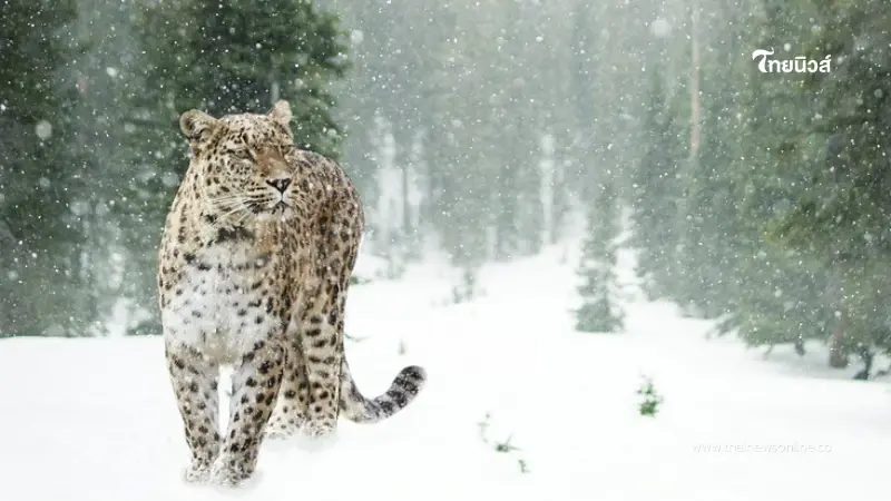 สาวฝ่ากฎเหล็ก ปรี่เข้าไปถ่ายรูปกับ เสือดาวหิมะ สุดท้ายจบไม่สวย