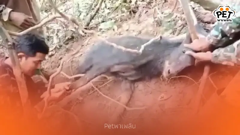 นาทีชีวิต! เลียงผาติดบ่วงพราน เจ้าหน้าที่บุกช่วยก่อนคืนสู่ป่า