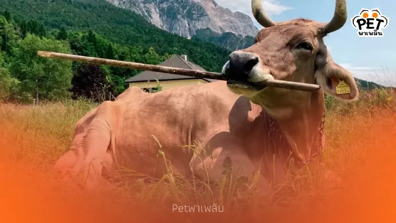 "เวโรนิกา" วัวออสเตรียฉลาดล้ำ ใช้กิ่งไม้เกาตัวได้เหมือนลิง